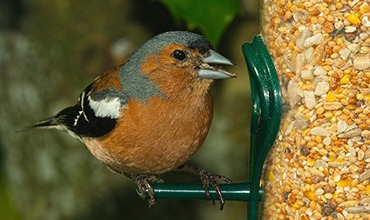 Wild Bird